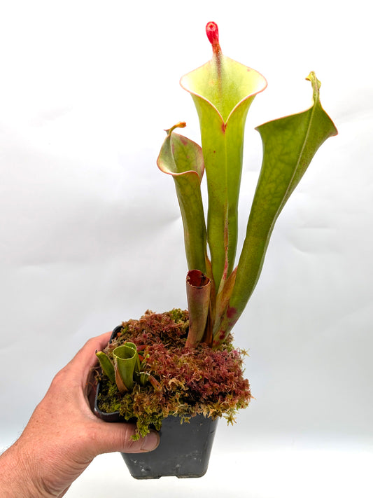 Heliamphora tatei var. tatei   Cerro Huachamacare, Venezuela