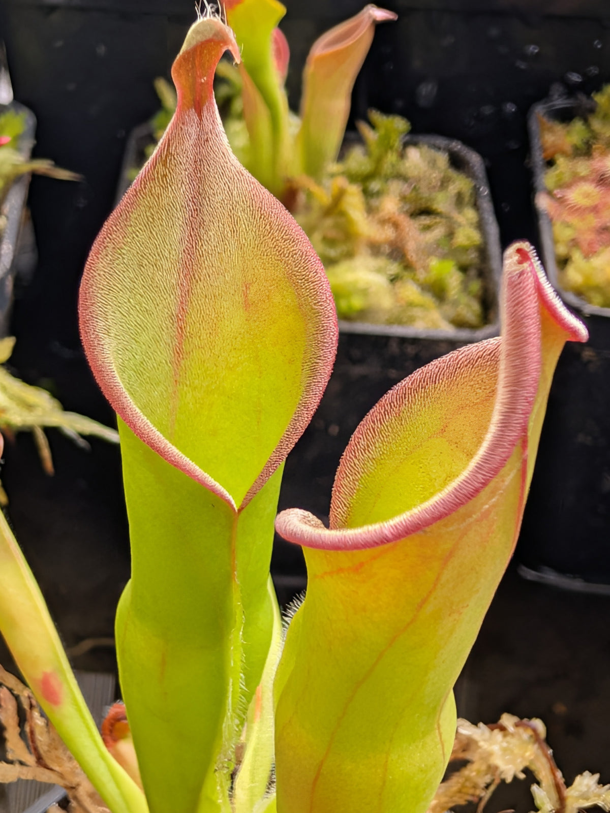 Heliamphora neblinae Cerro Avispa x macdonaldae