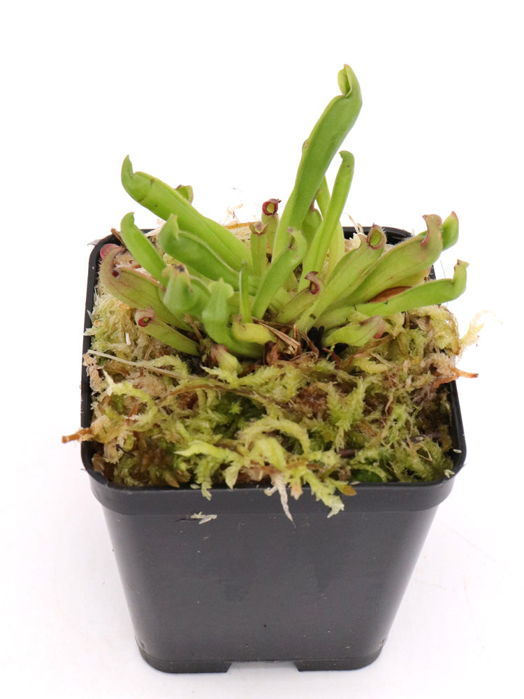 Heliamphora elongata Ilu Tepui
