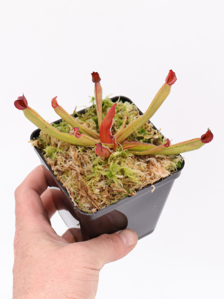 Heliamphora ionasii "Zappergeck"
