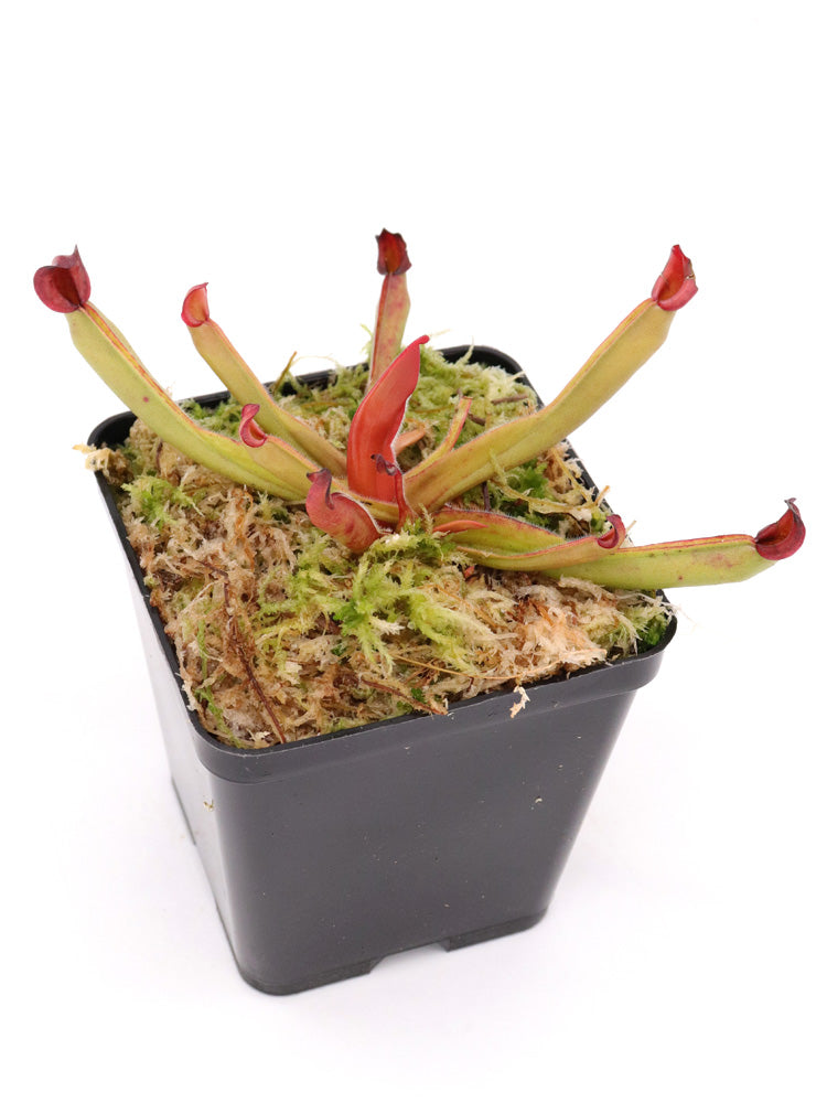 Heliamphora exappendiculata "Giant" x spec. Nov. Angasima
