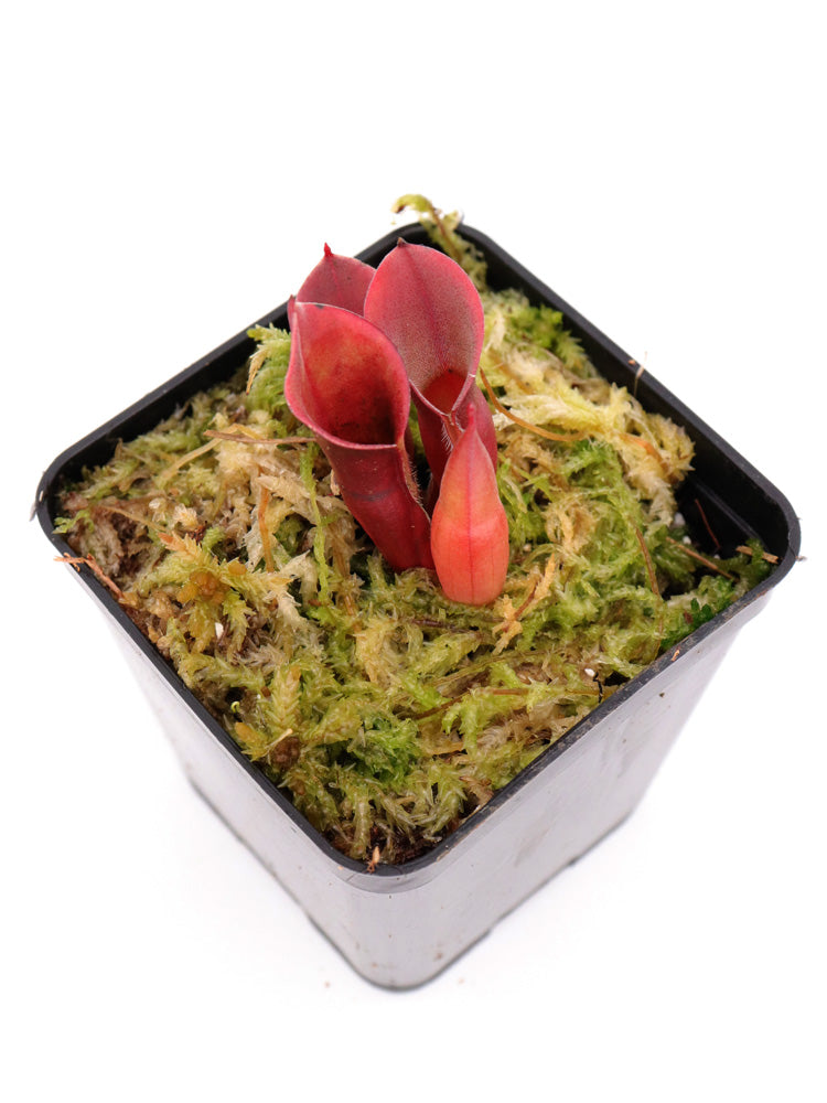 Heliamphora minor "Big Orange"