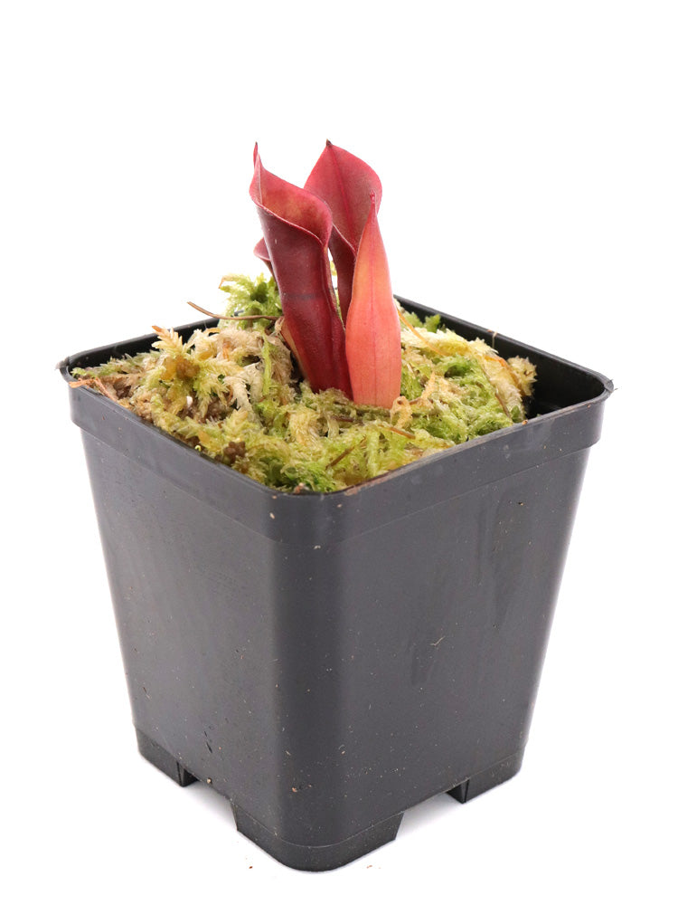Heliamphora minor "Big Orange"