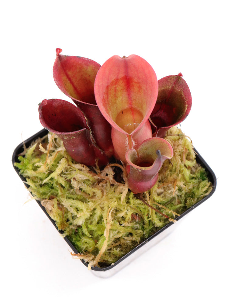 Heliamphora minor "Big Orange"