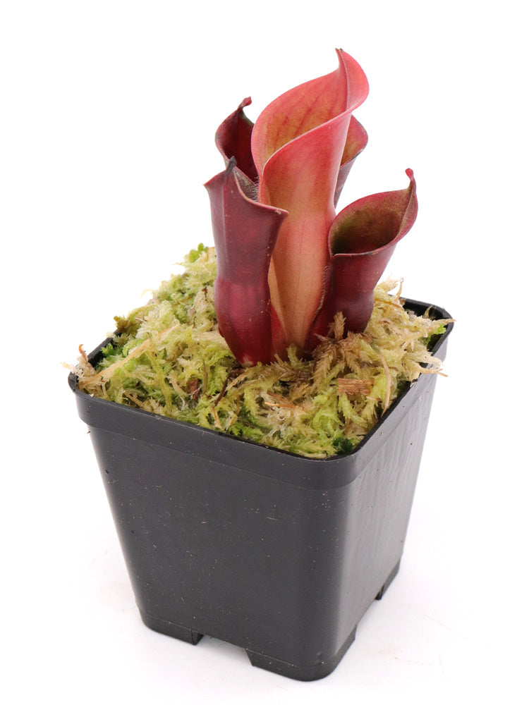 Heliamphora minor "Big Orange"