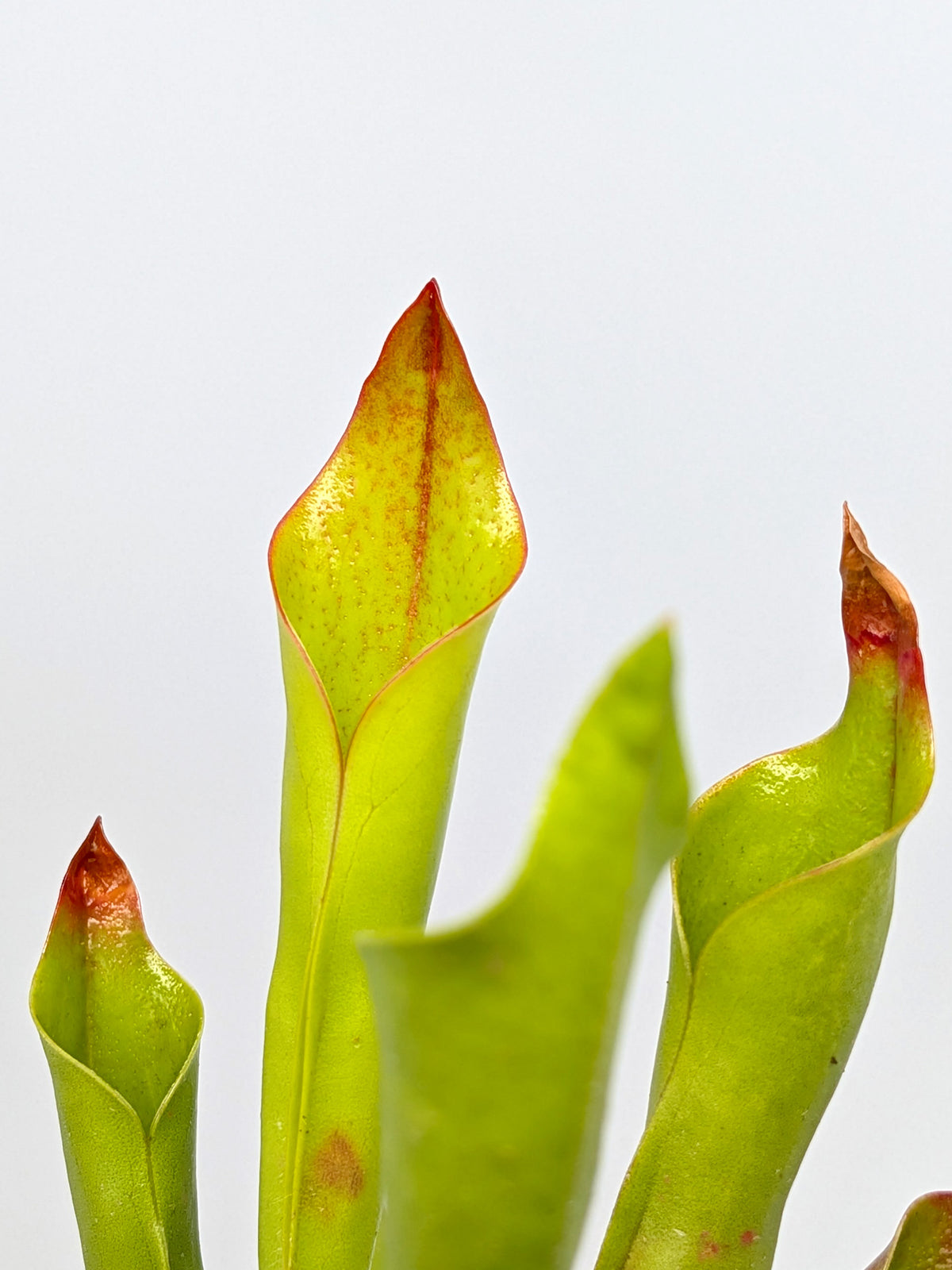 Heliamphora "Rocket"