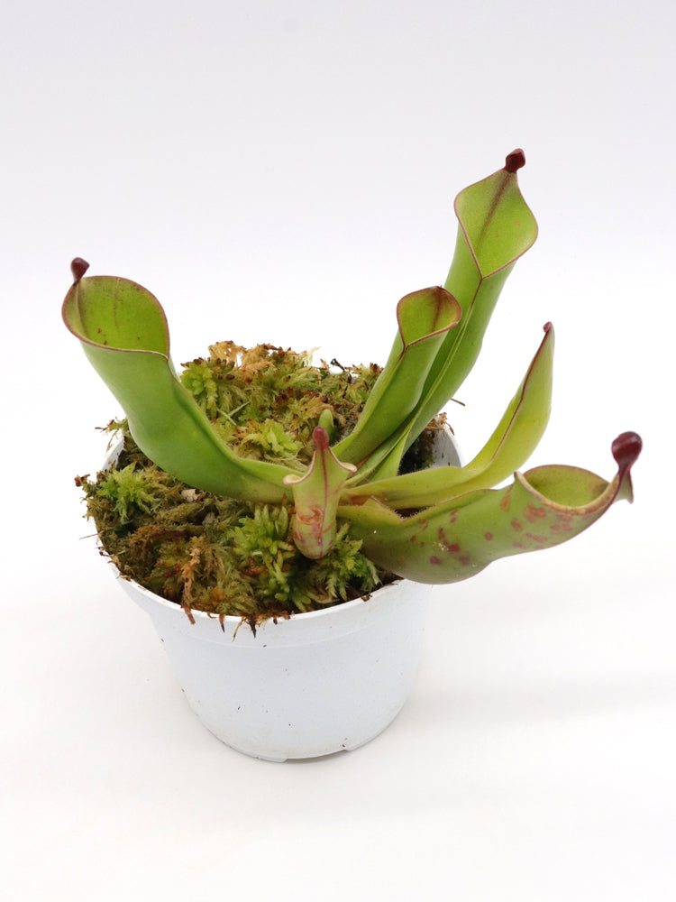 Heliamphora heterodoxa
