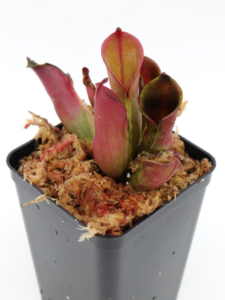 Heliamphora pulchella "Red hairy" Churi Tepui, Venezuela