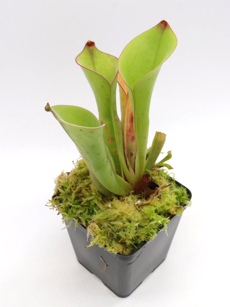 Heliamphora uncinata „E“