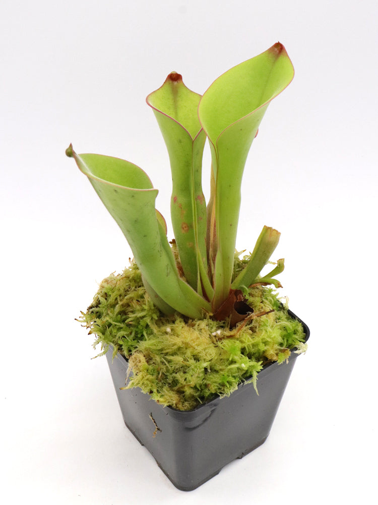 Heliamphora uncinata „E“