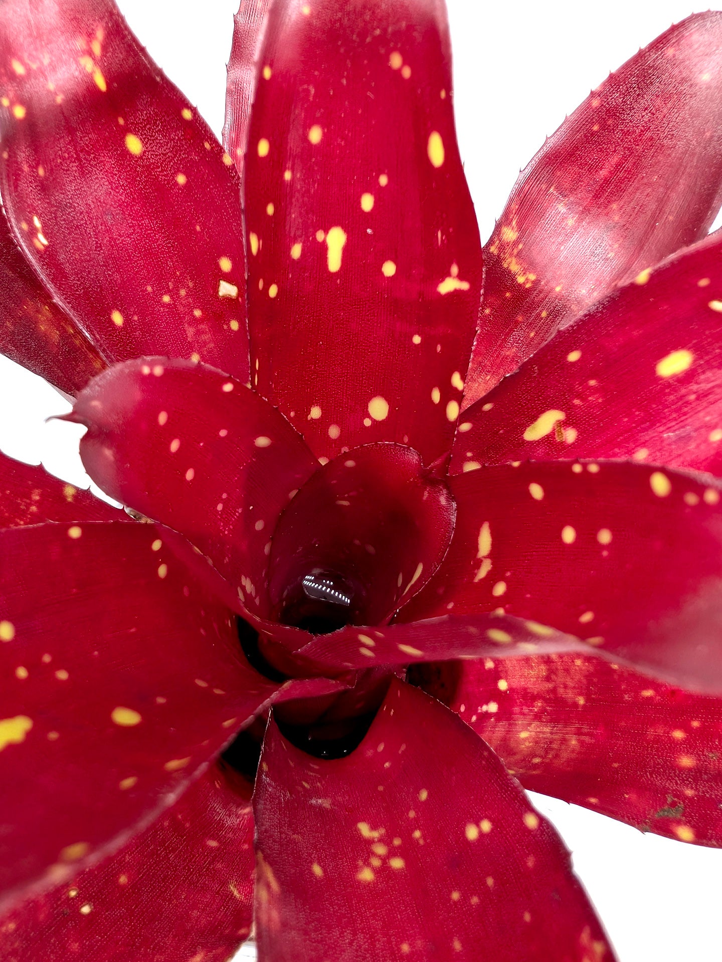 Neoregelia Hera Little Bright