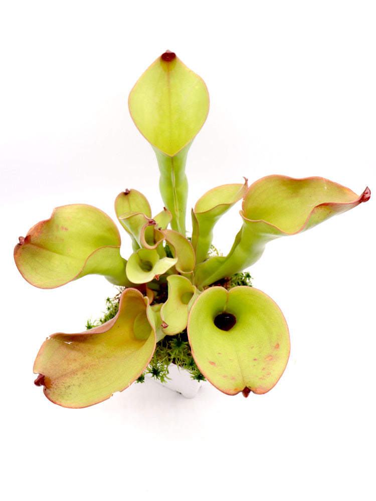 Heliamphora (heterodoxa x ionasi) x Exappendiculata Araopan