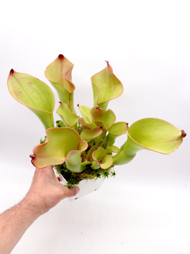 Heliamphora (heterodoxa x ionasi) x Exappendiculata Araopan