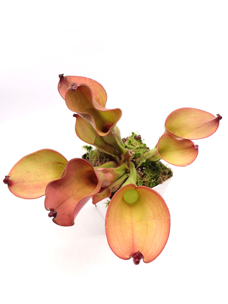 Heliamphora (heterodoxa x ionasi) x Exappendiculata Araopan