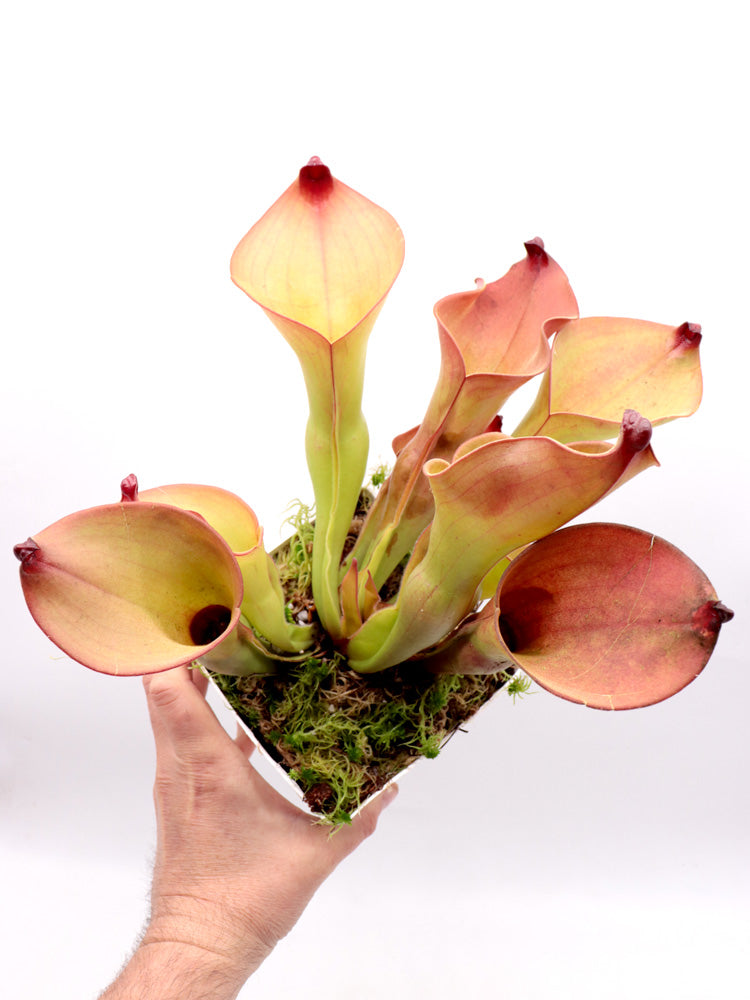 Heliamphora (heterodoxa x ionasi) x Exappendiculata Araopan