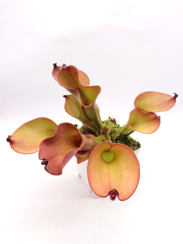 Heliamphora (heterodoxa x ionasi) x Exappendiculata Araopan