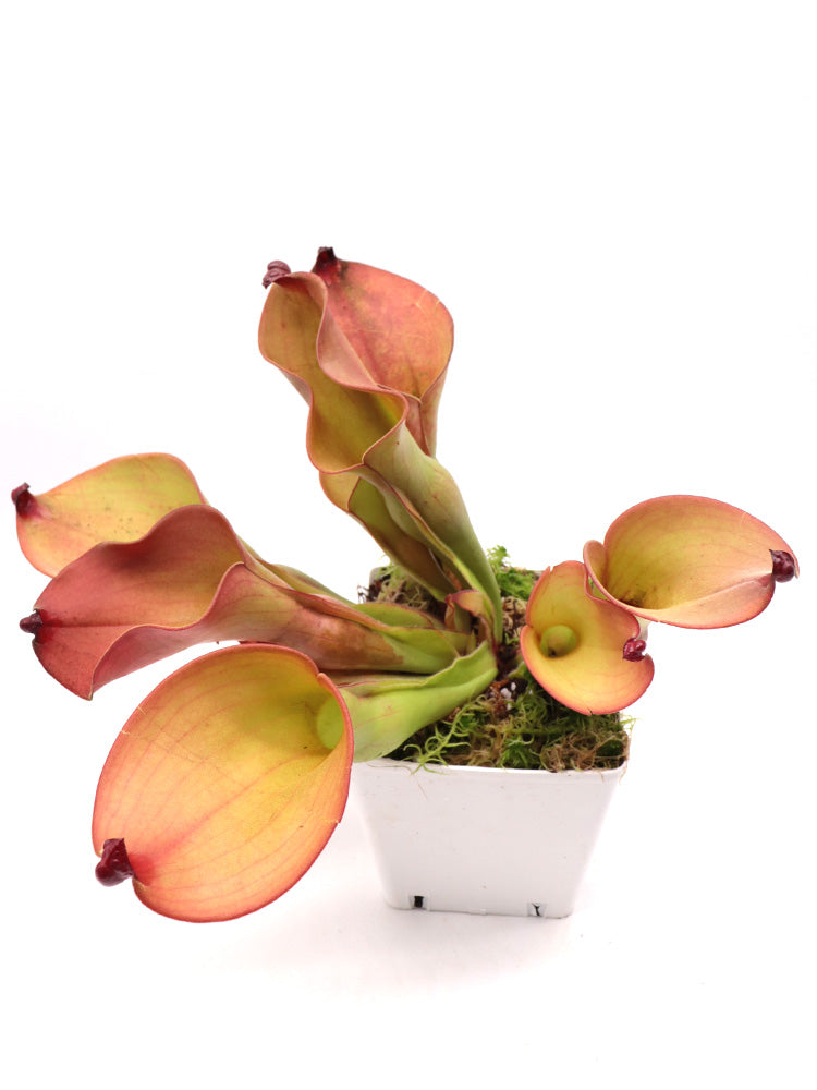 Heliamphora (heterodoxa x ionasi) x Exappendiculata Araopan