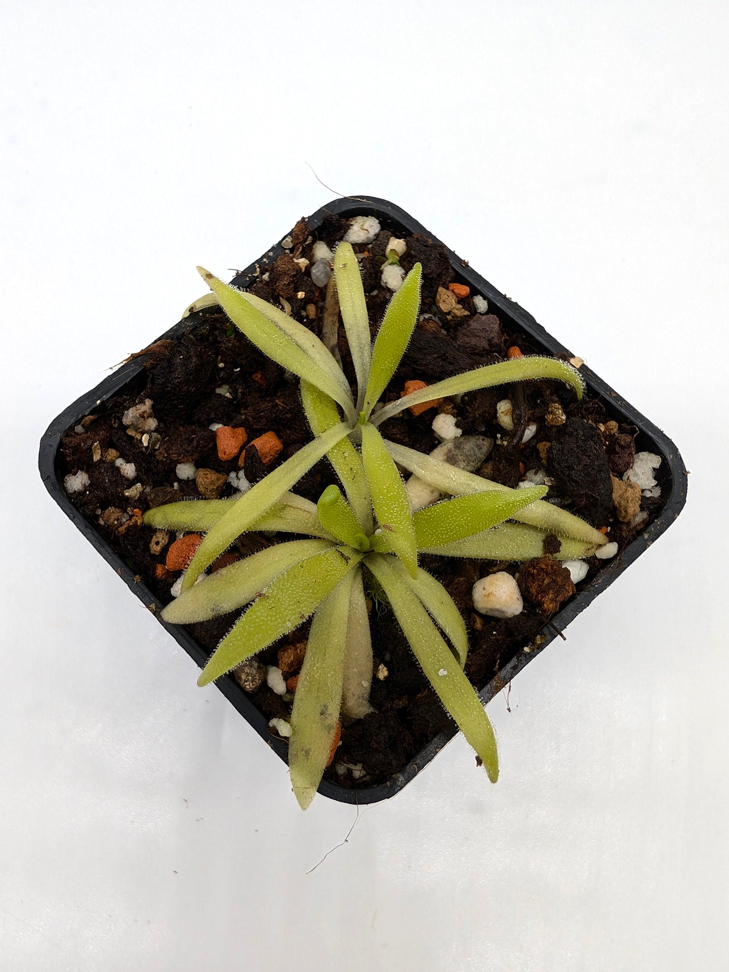 Pinguicula heterophylla x kondoi