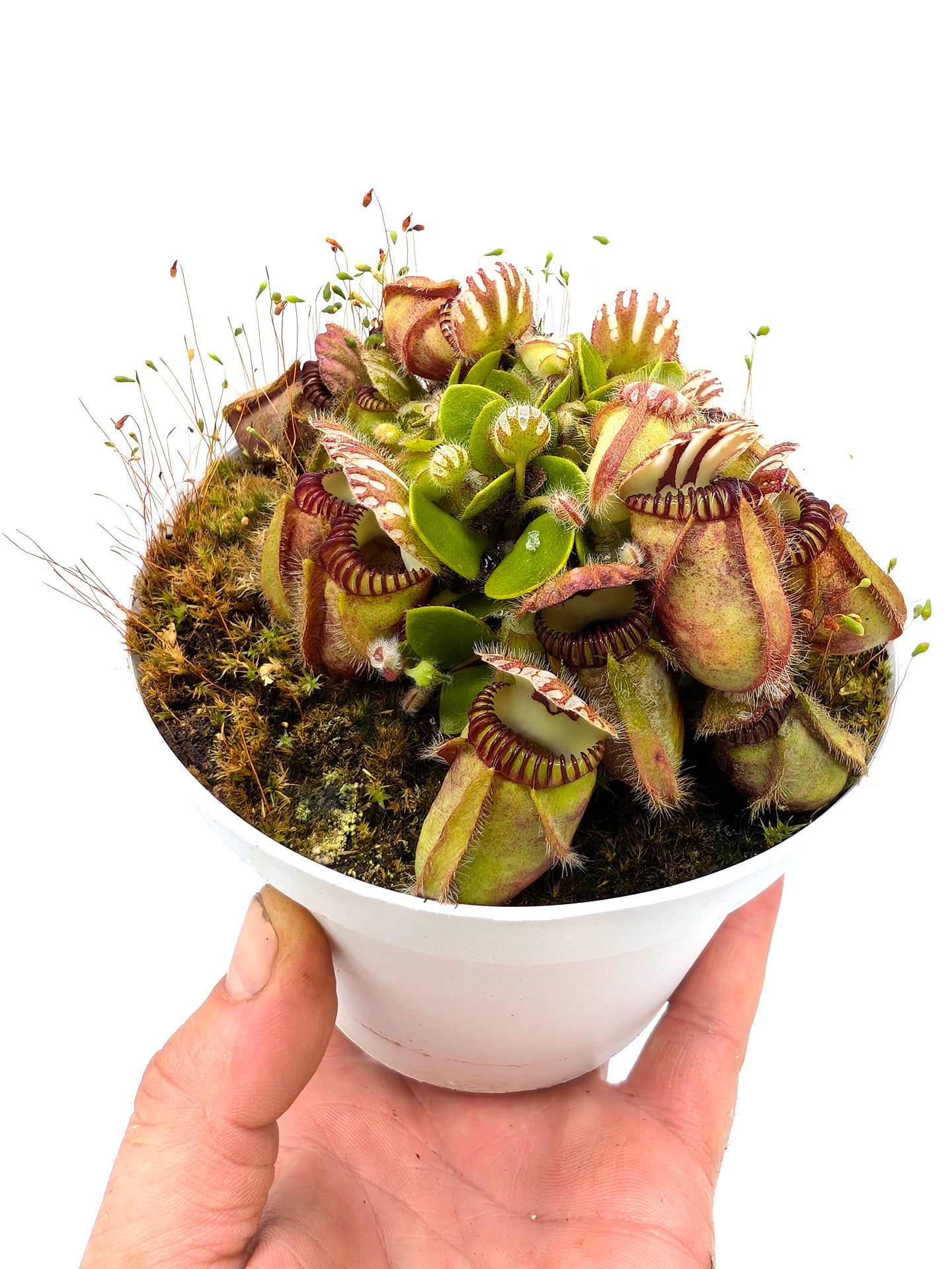 Cephalotus follicularis "Holland clone" Brown Form