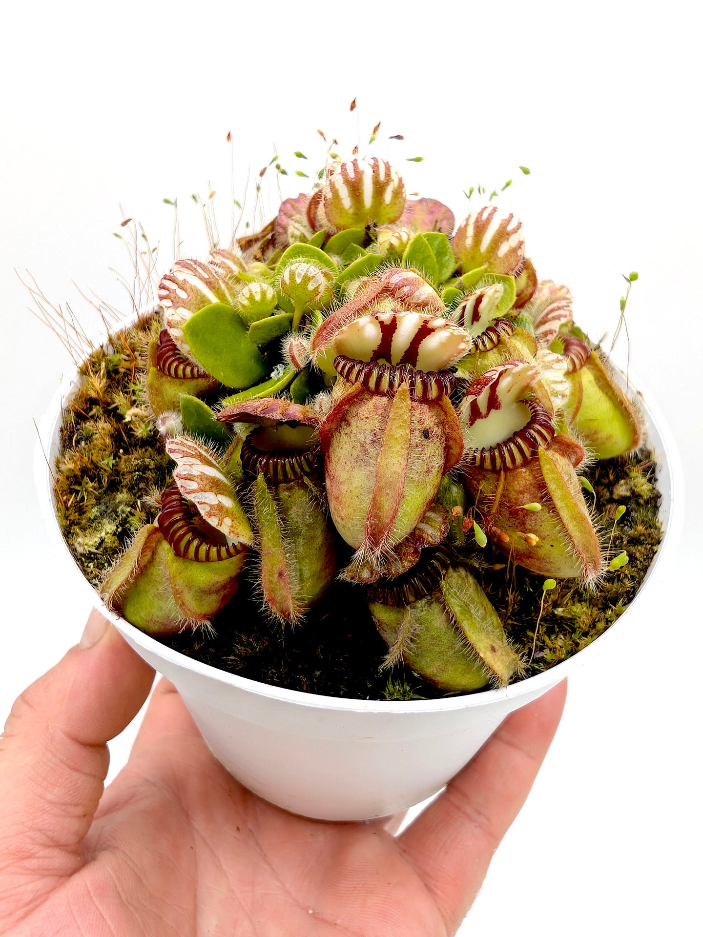 Cephalotus follicularis "Holland clone" Brown Form