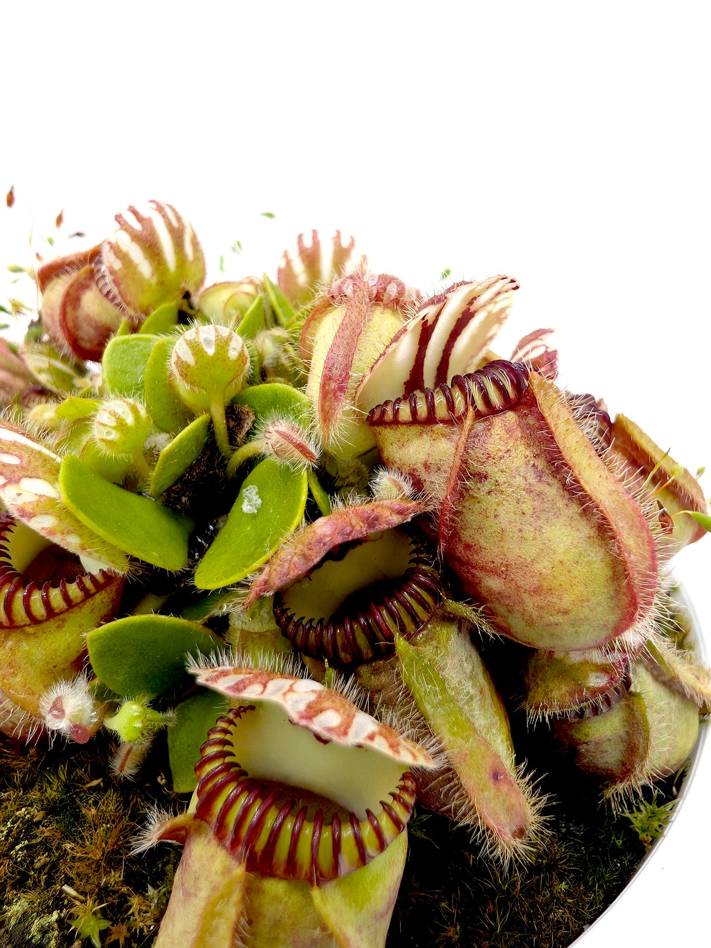 Cephalotus follicularis "Holland clone" Brown Form