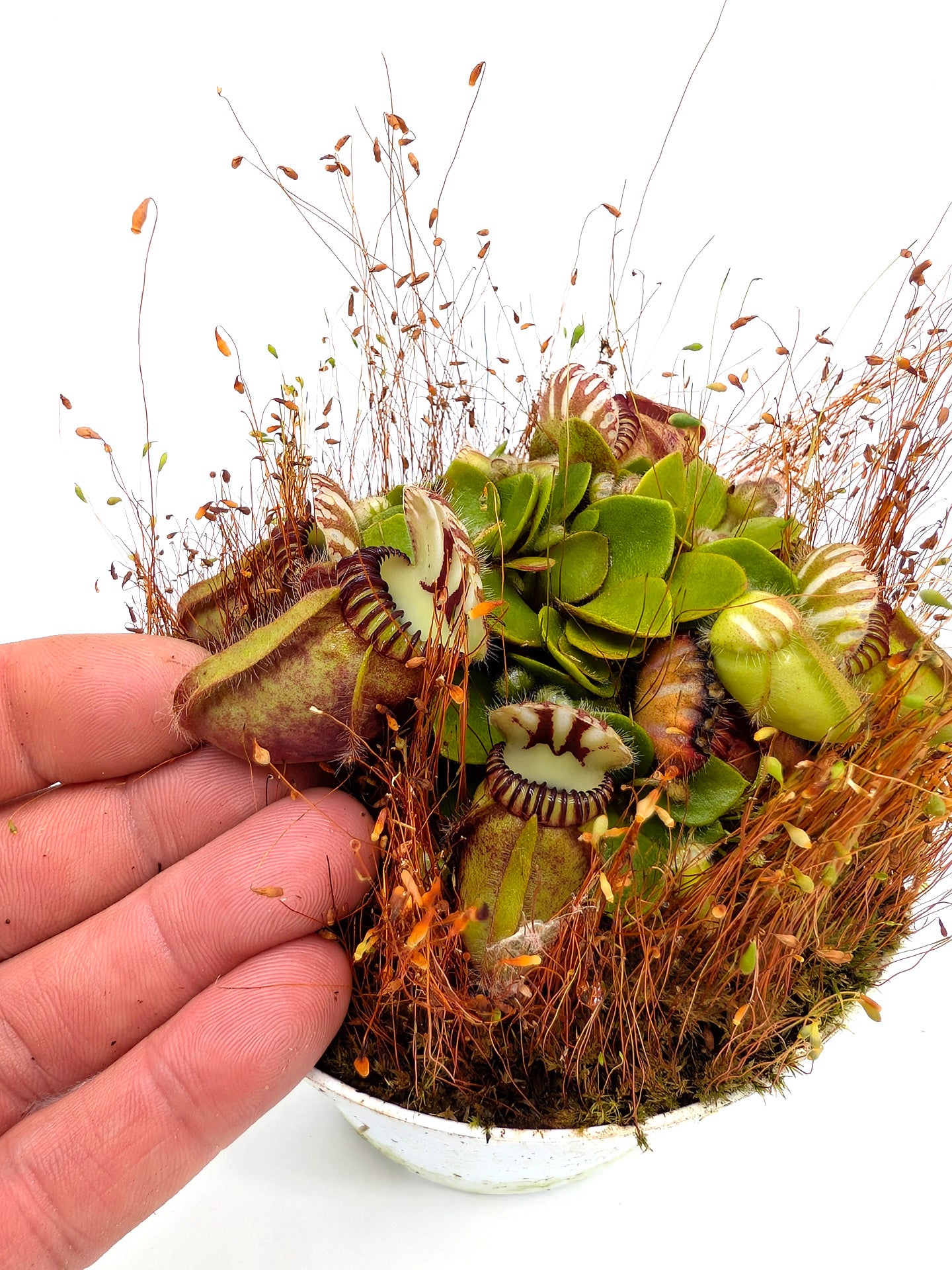 Cephalotus follicularis "Holland clone" Brown Form