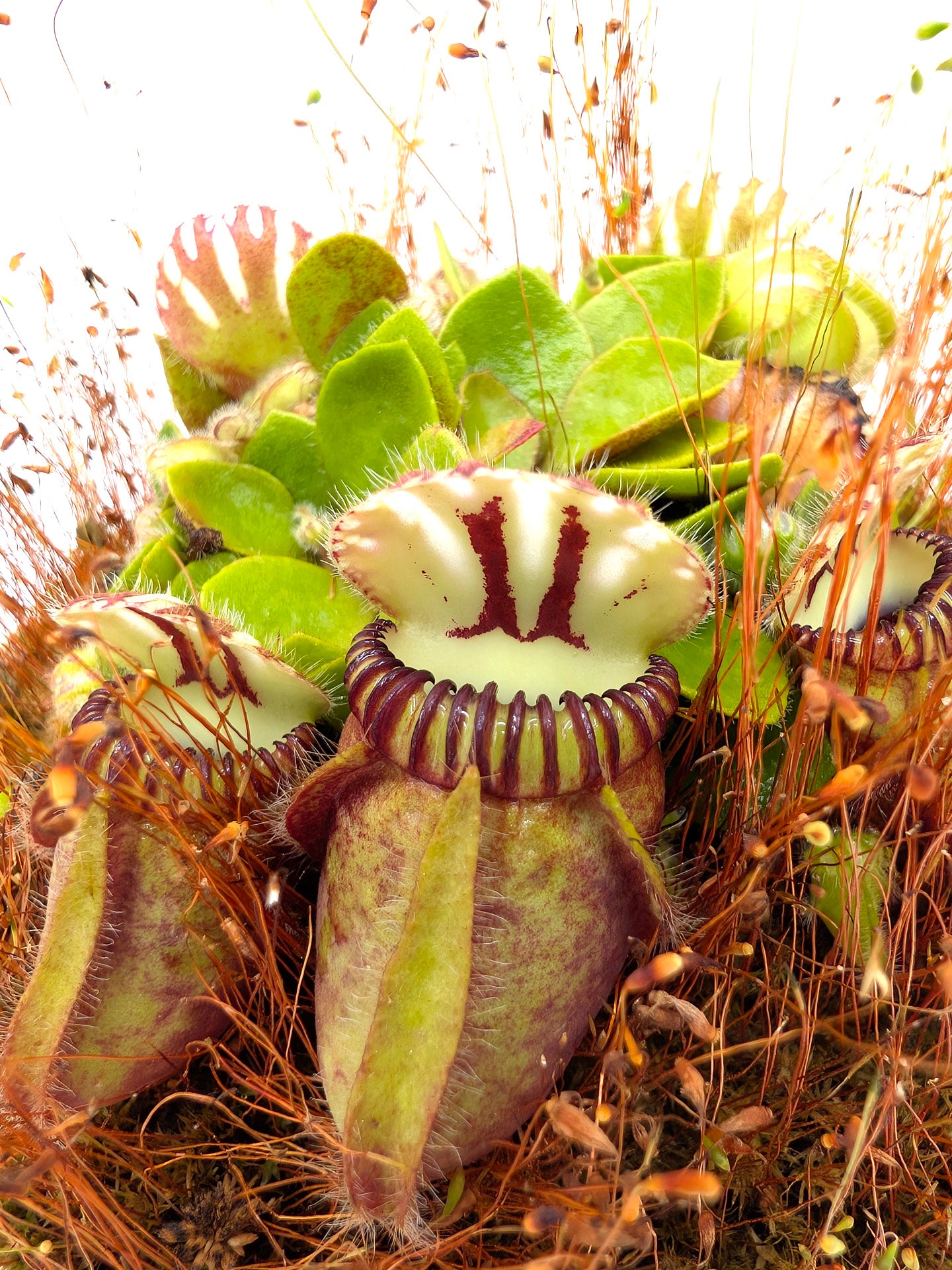 Cephalotus follicularis "Holland clone" Brown Form