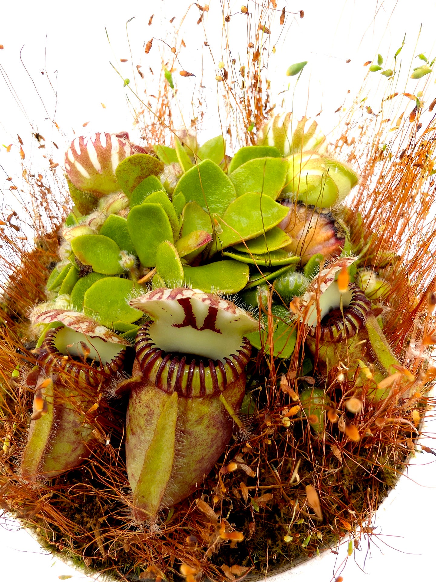 Cephalotus follicularis "Holland clone" Brown Form