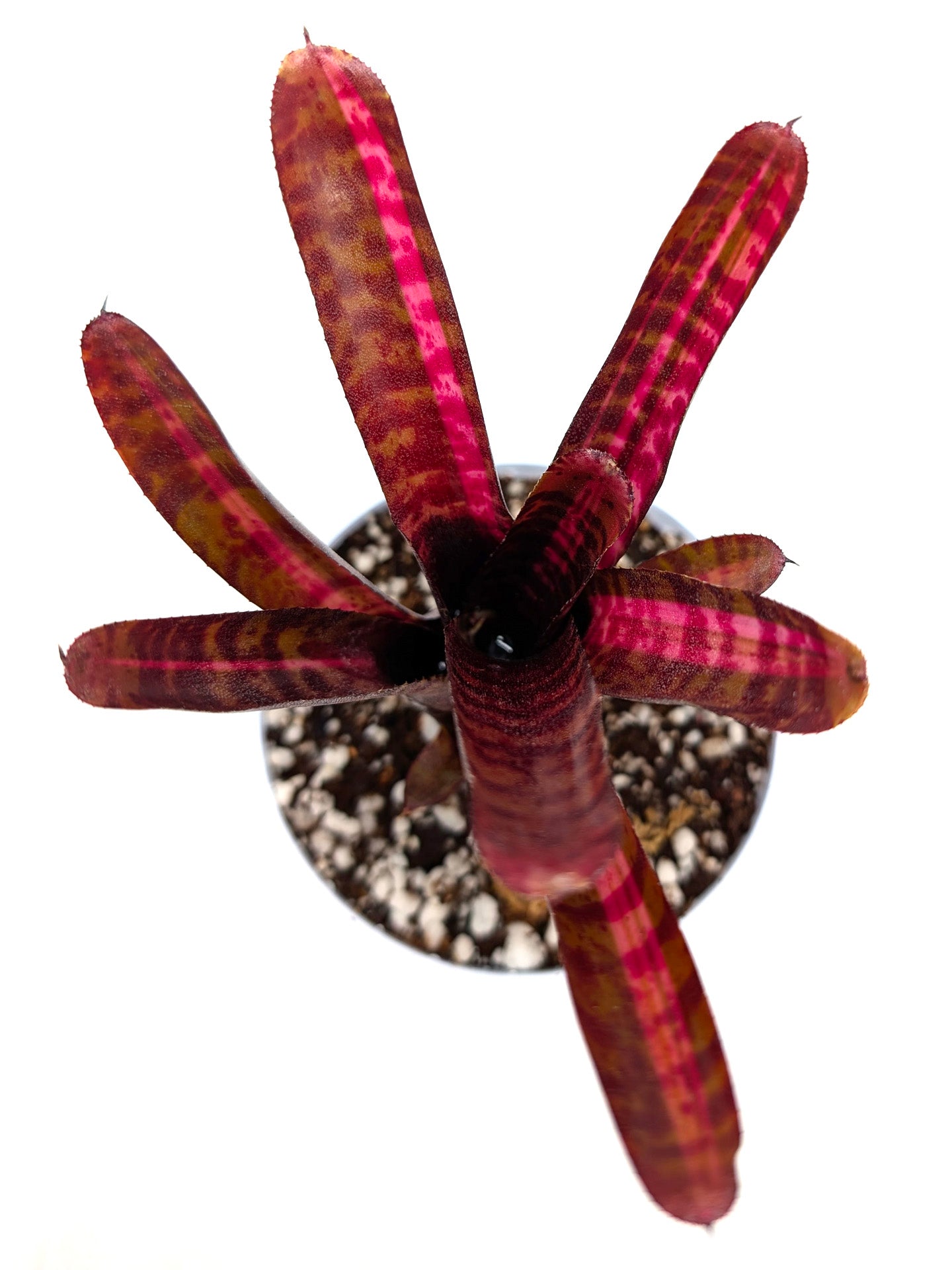 Neoregelia Hot Embers