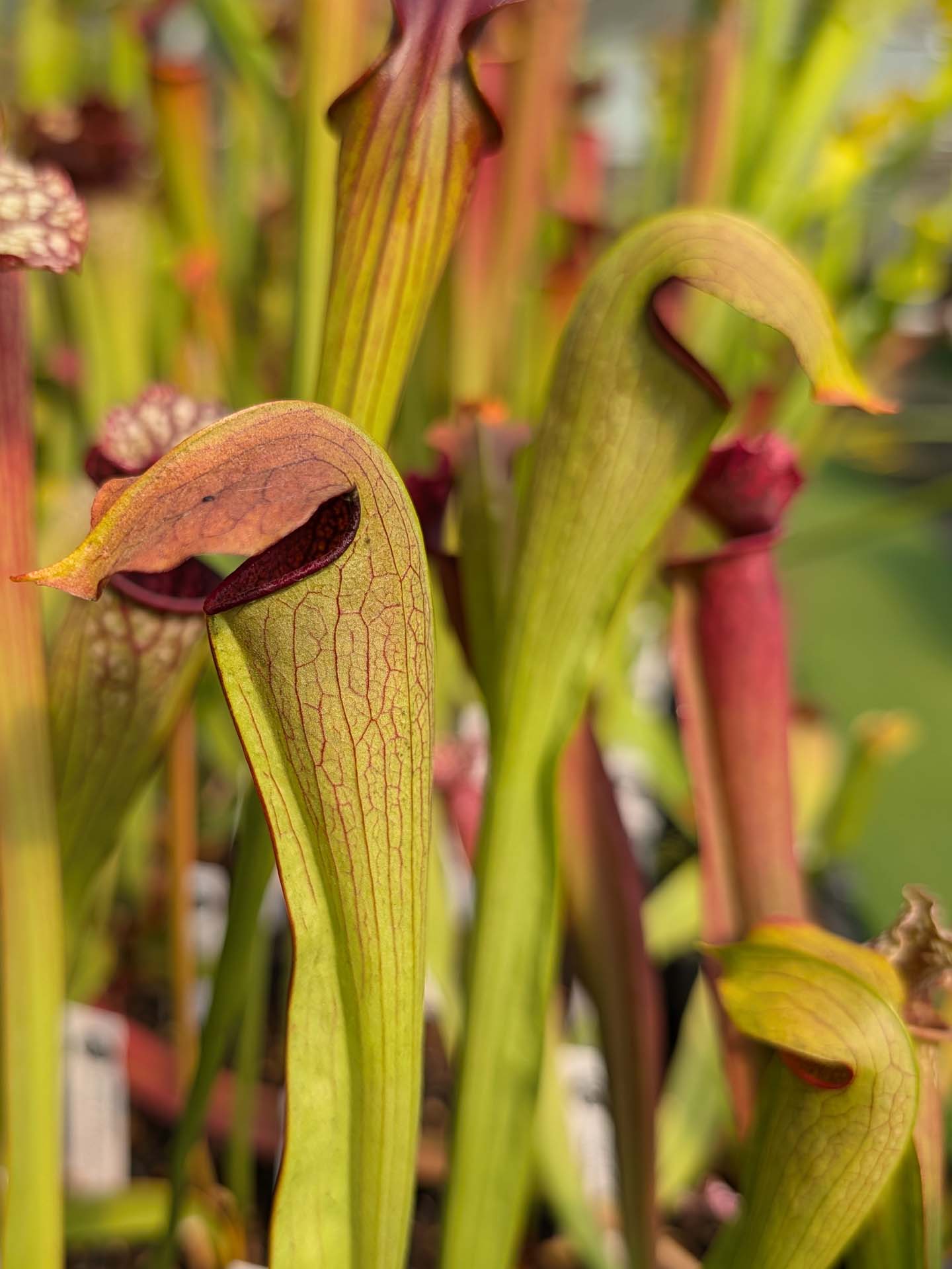 Sarracenia 'Imhotep' Barry Rice
