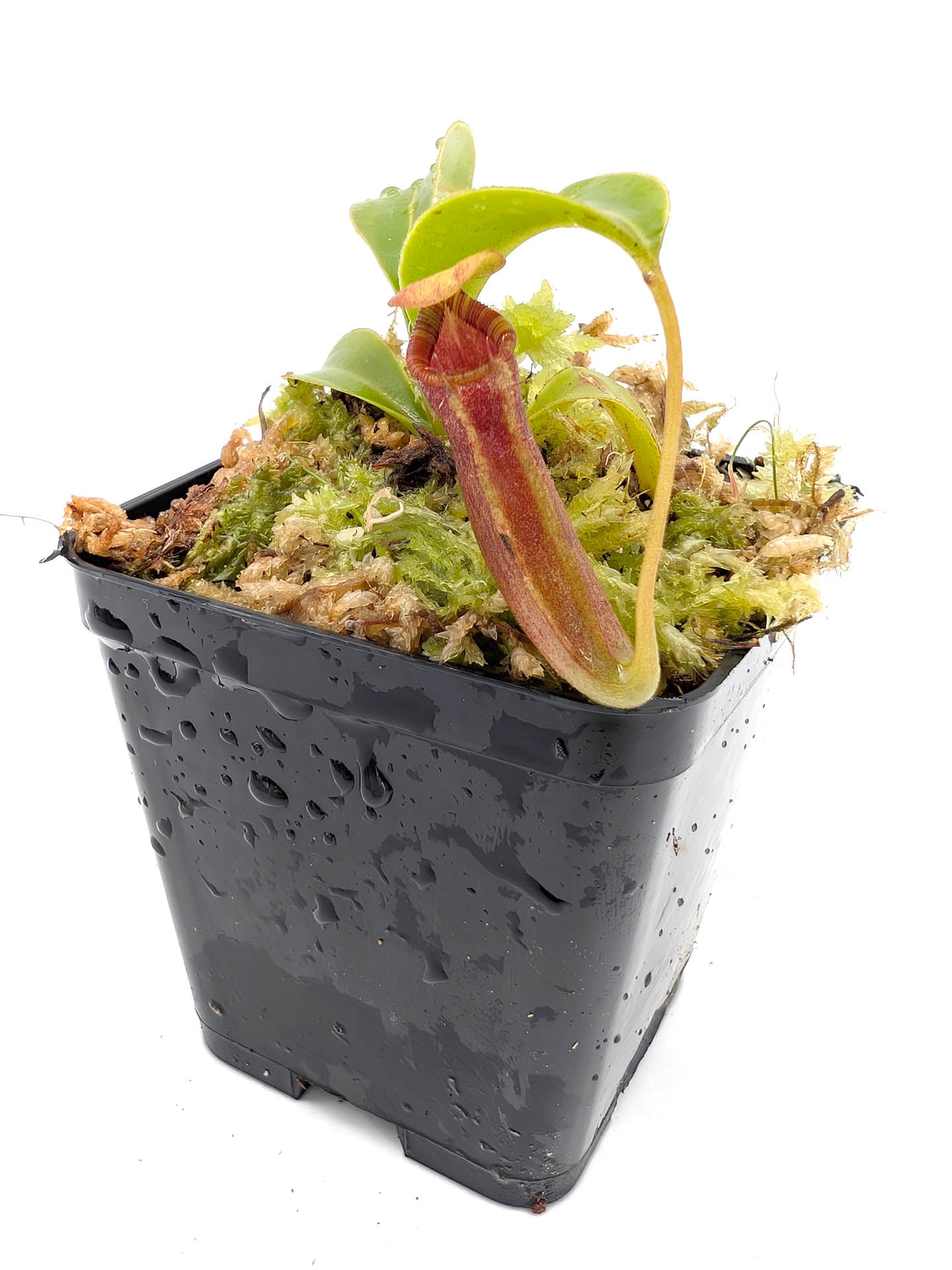 Nepenthes inermis x lowii