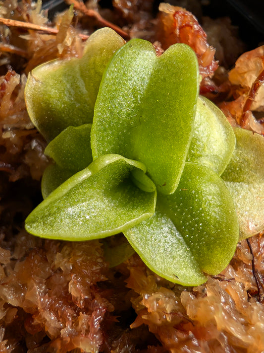 Pinguicula ionantha Light blue flower