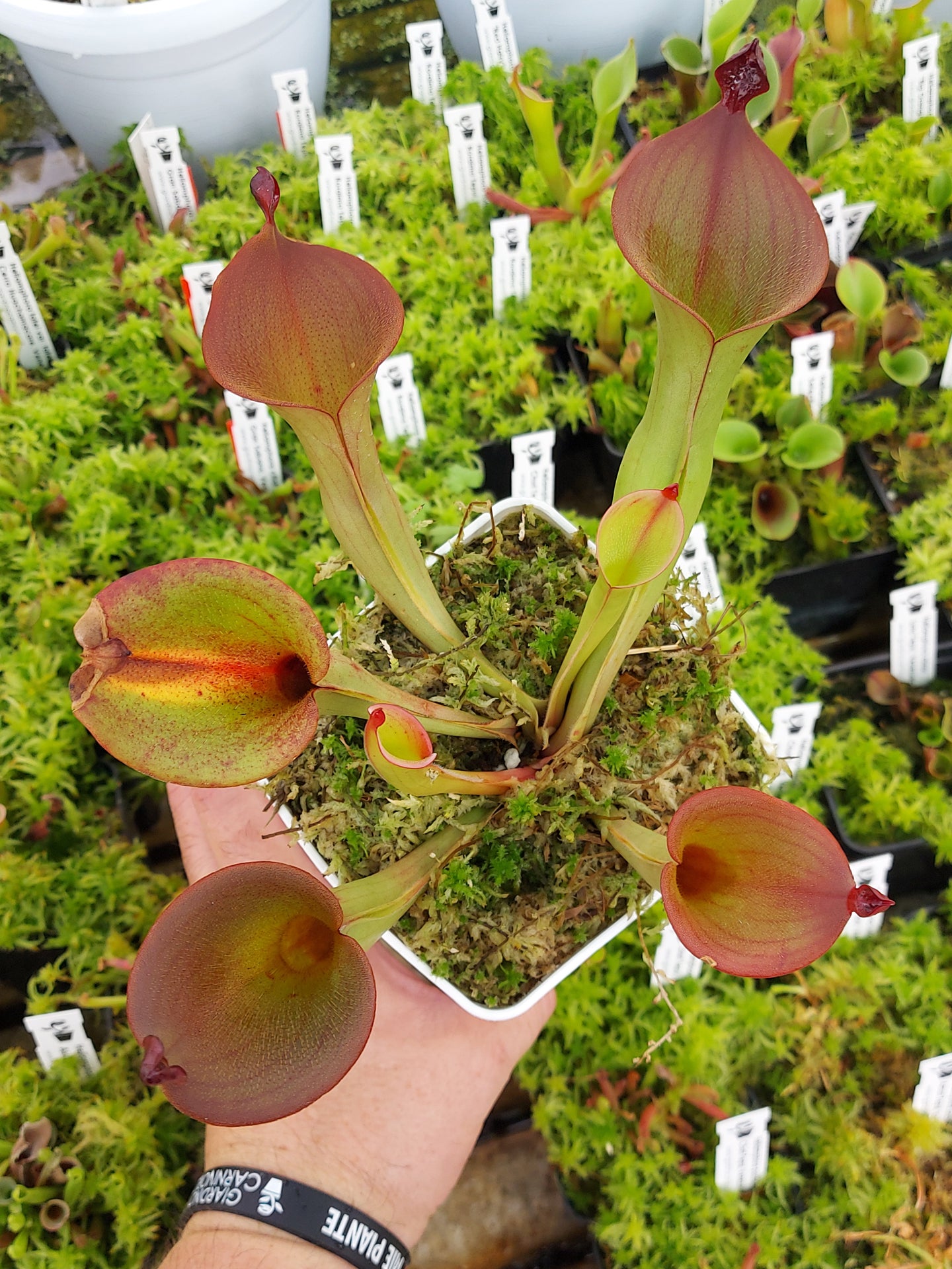 Heliamphora ionasi "Elegance"