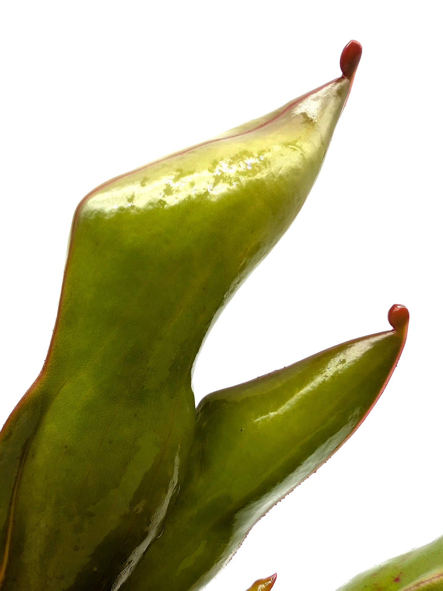 Heliamphora ionasi "Zappergeck"