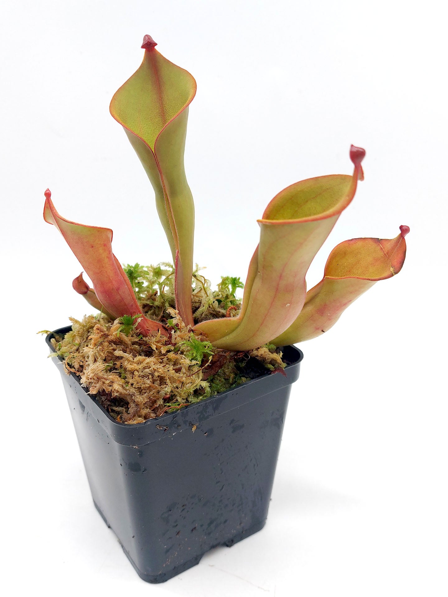 Heliamphora ionasii  Ilu Tepui, Venezuela