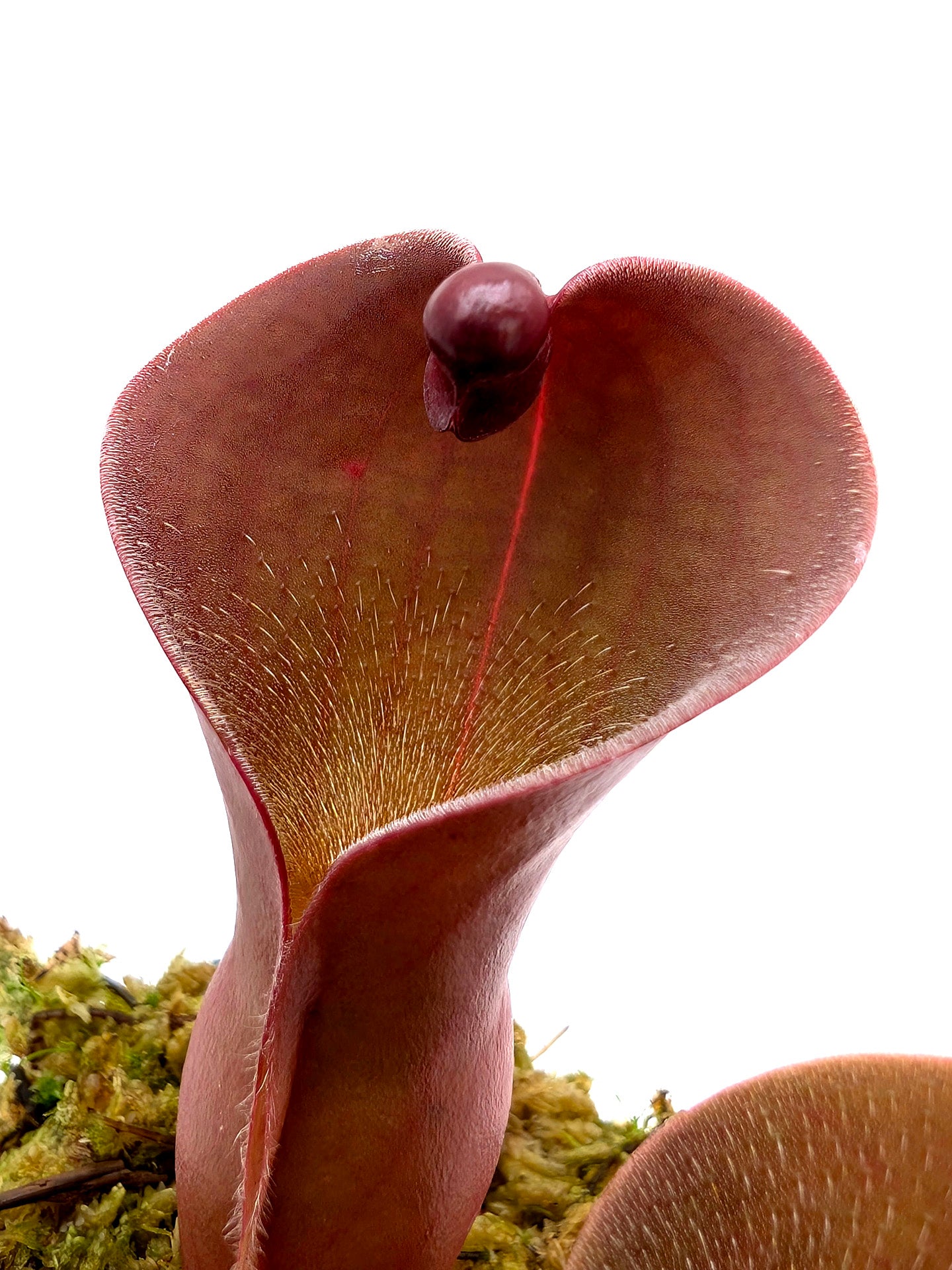 Heliamphora ionasi 'Killer' x pulchella Churi Tepui 'Lucky Dip'