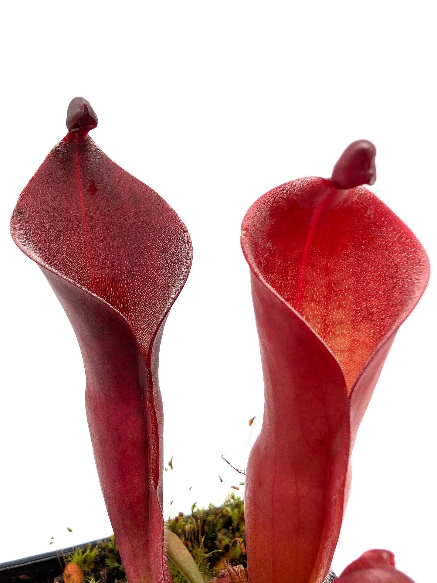 Heliamphora ionasi 'Killer' x pulchella Churi Tepui