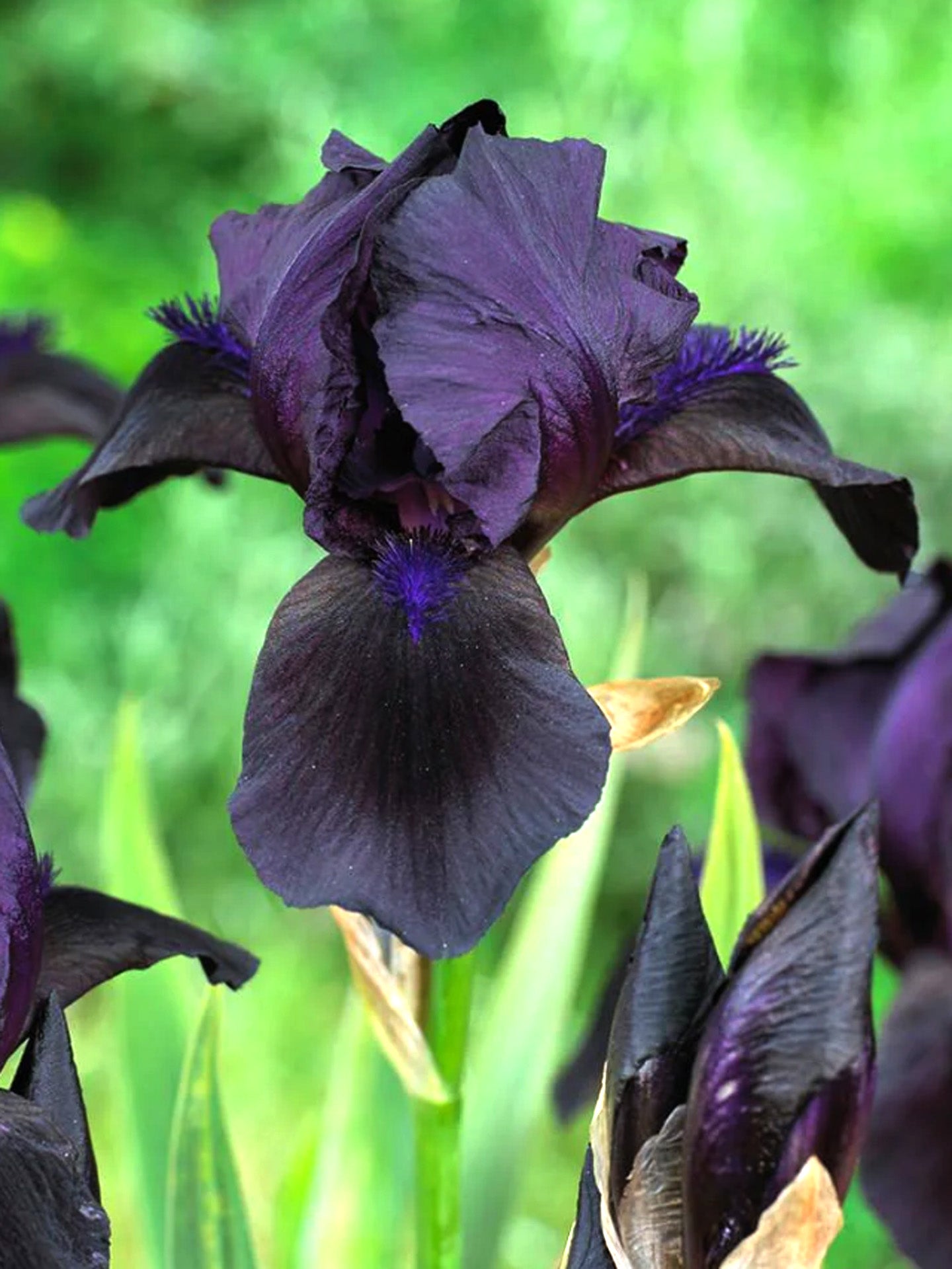 Iris Germanica 'Royal Satin'