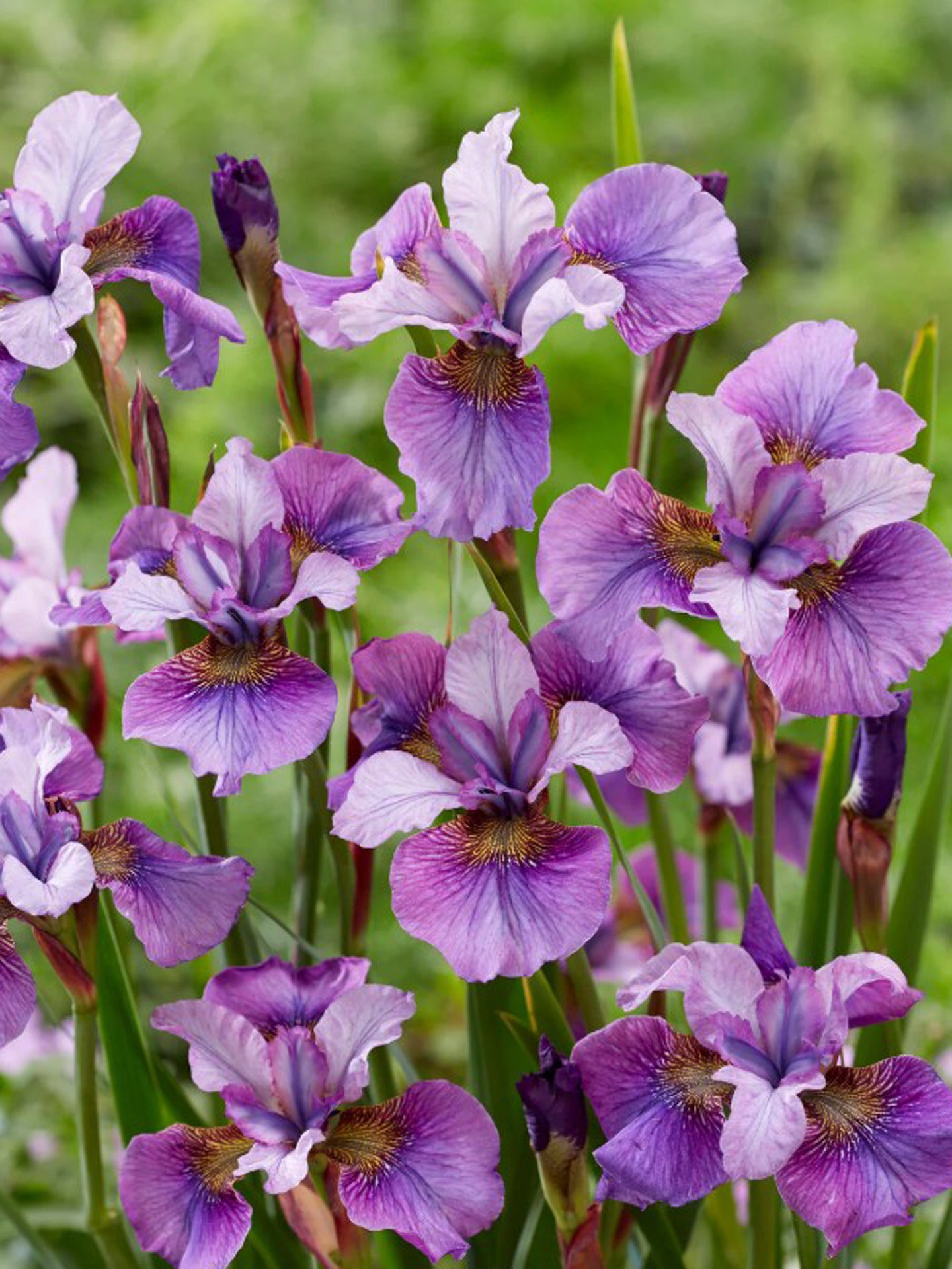 Iris sibirica 'Light of Heart'