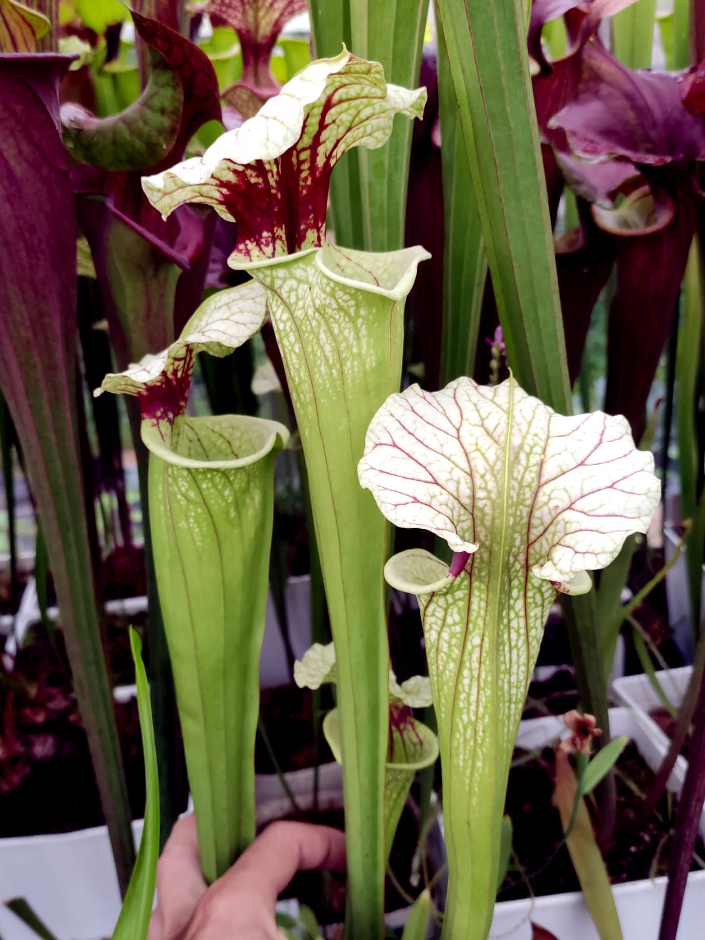 Sarracenia x moorei Escambia Co. FL. J-XM81