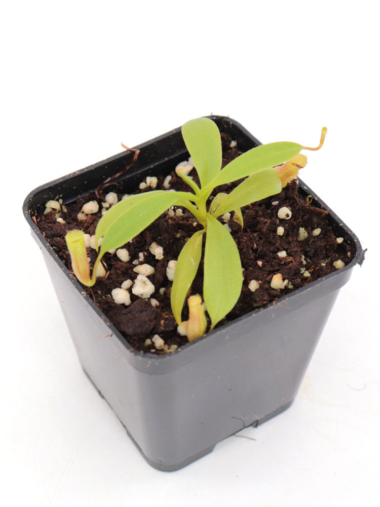 Nepenthes Jamban  x harryana Kinabalu  (Yasuhide Nakagawa Cross)