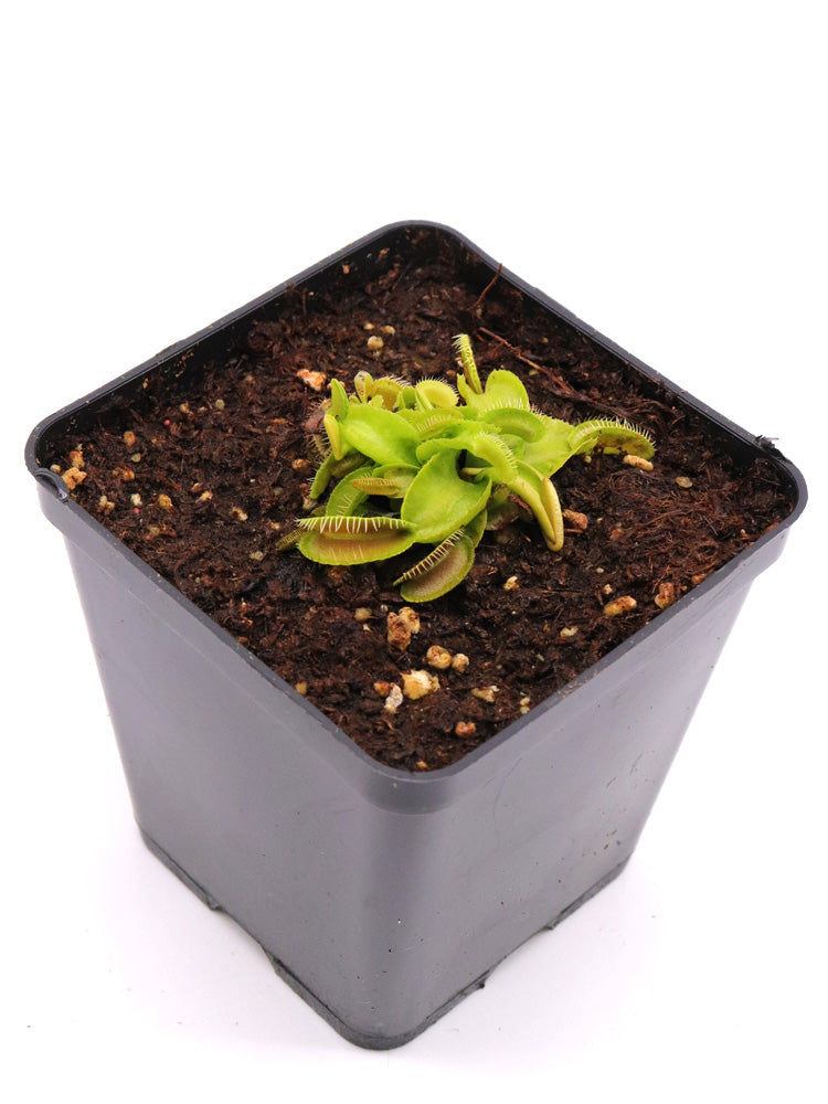 Dionaea muscipula Jaw Smiley x Maratchi