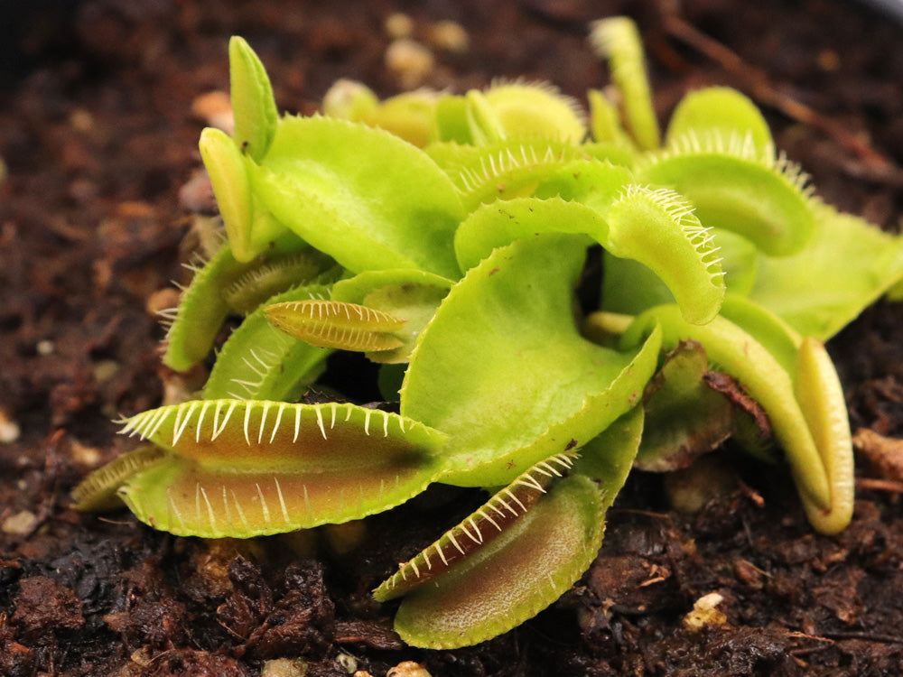 Dionaea muscipula Jaw Smiley x Maratchi