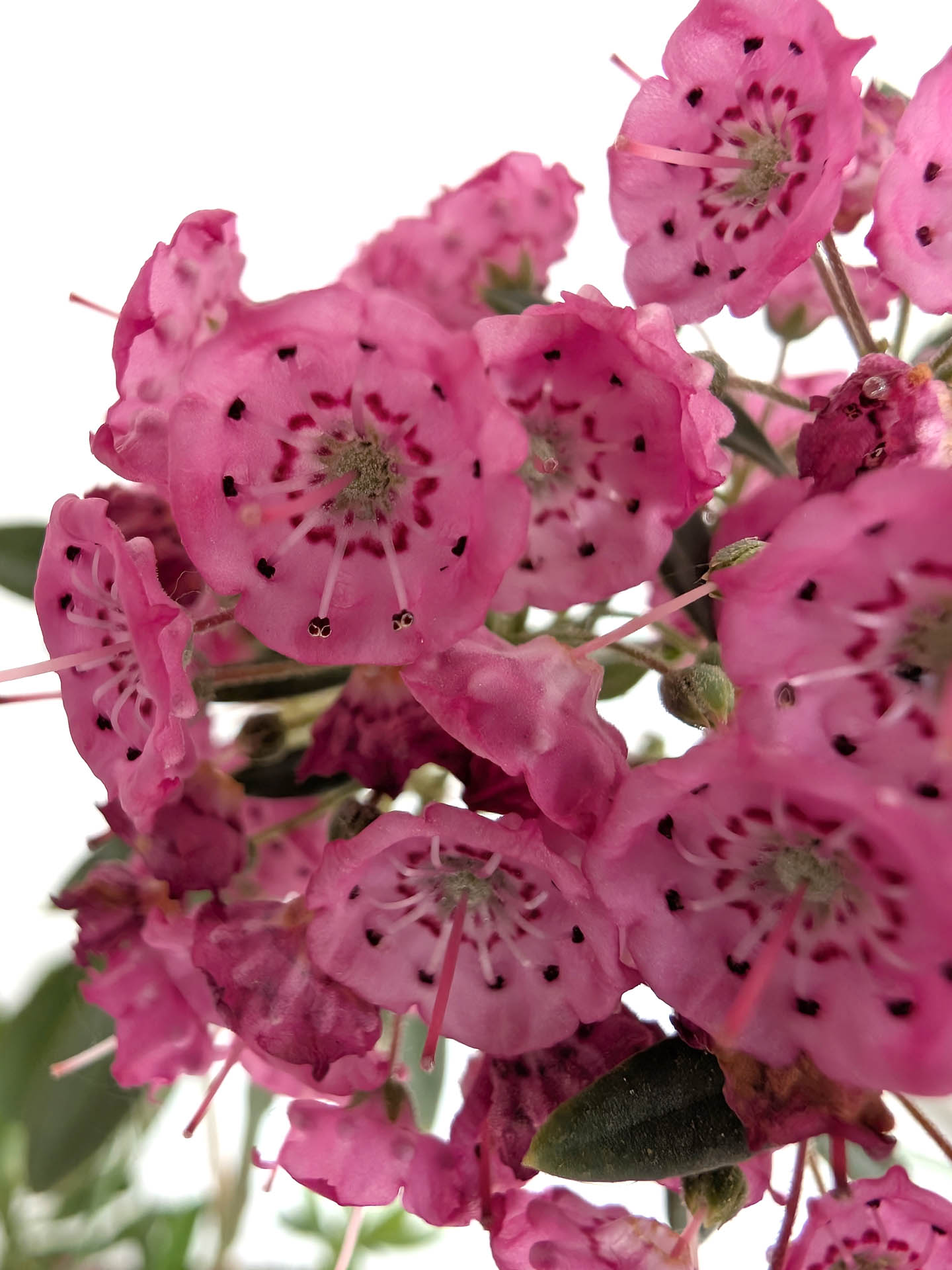 Kalmia angustifolia