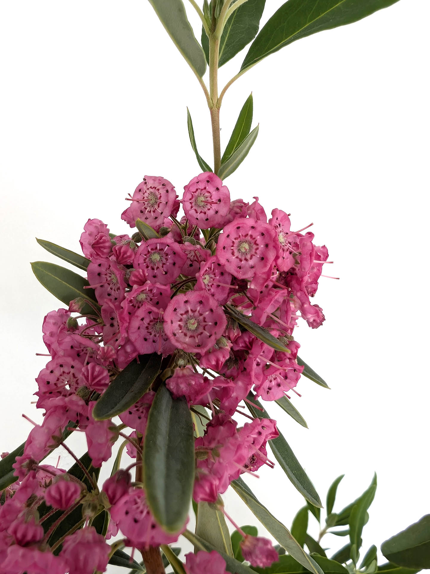 Kalmia angustifolia