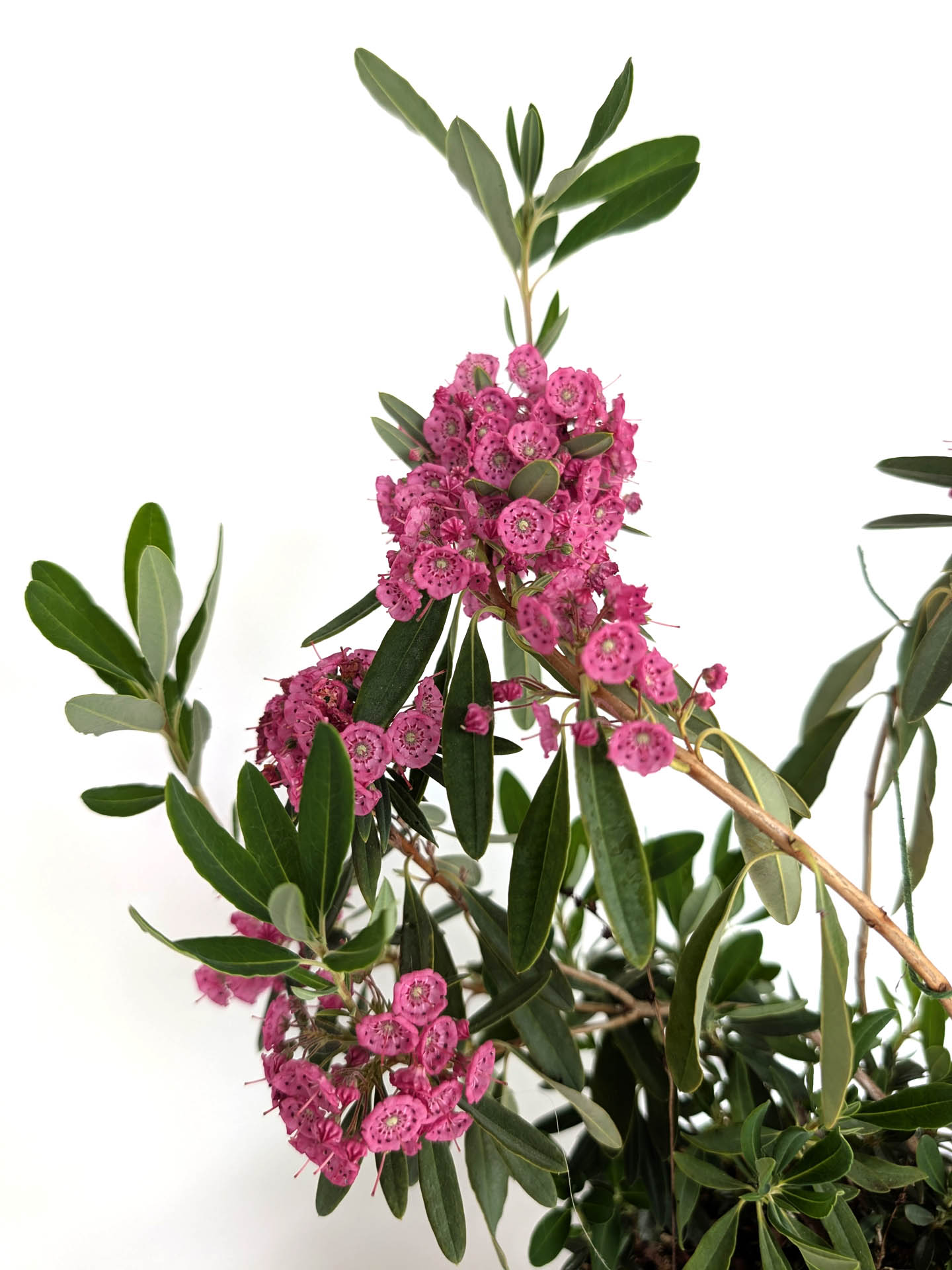 Kalmia angustifolia