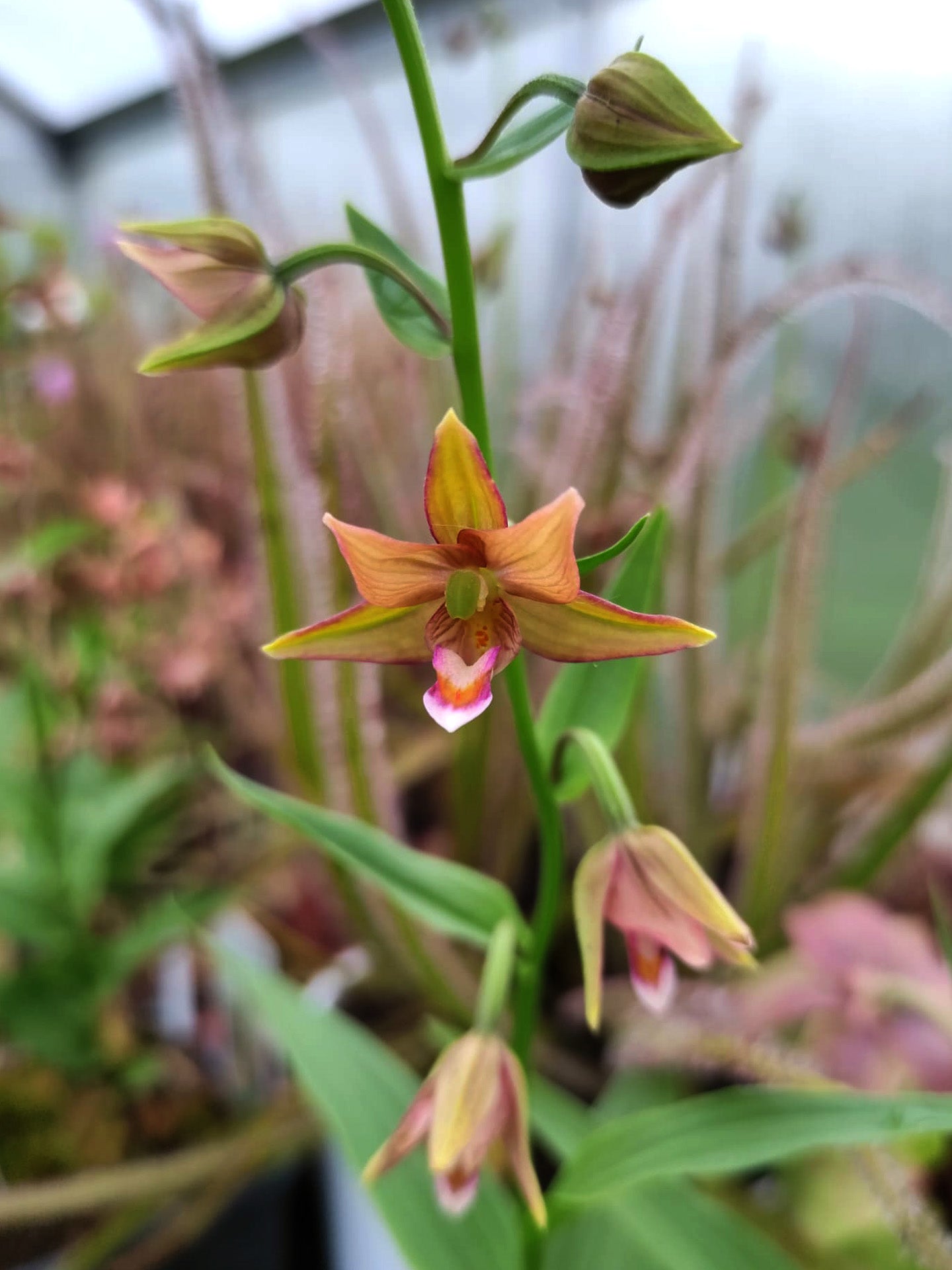 Epipactis thunbergii “Kariuzawa”