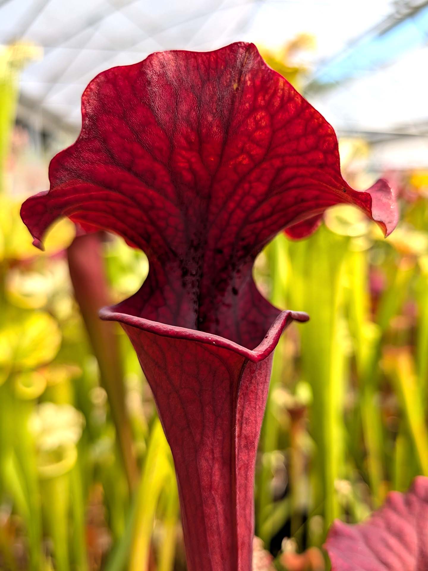 Sarracenia flava var. atropurpurea "Kimber's Sister"