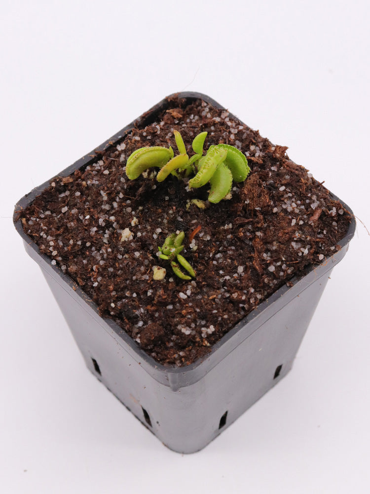 Dionaea muscipula Kim Jong-il