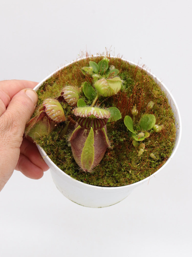 Cephalotus follicularis "Klaus Keller" Ex True Giant
